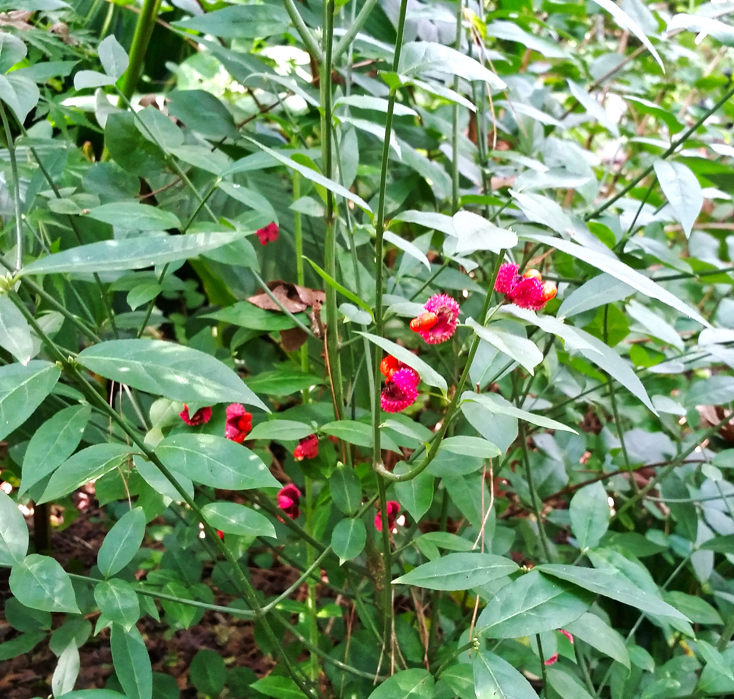 The seed pods on this native shrub earned its name ‘hearts-a-burstin’.”